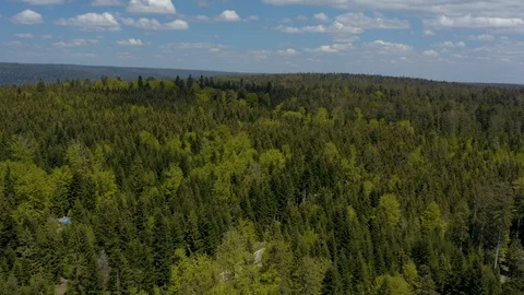Pan across the black Forest Video stock 108602204