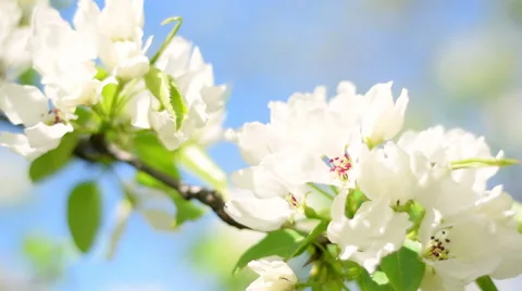 Pan across of blooming pear tree branch on blue sky background Vídeos de archivo 50320501