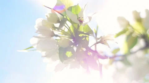 Pan across of blooming pear tree branch on blue sky background with lens flare. Video stock 50320620
