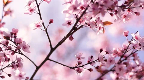 Pan across blooming pink cherry branch on blue sky in sunny day. 動画素材 51968023