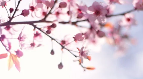 Pan across blooming pink cherry branch on blue sky in sunny day. Vidéo 52694341