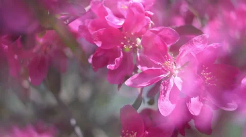 Pan across blooming red apple tree in sunny day. Vídeo Stock 51967586