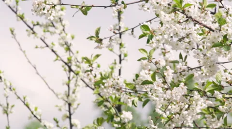 Pan across blossoming branches of white cherry tree in sunny day. Видео 49482791