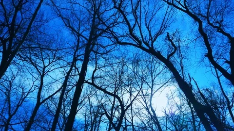 Pan Across Blue Sky Trees In Silhouette Stock Footage 103176228