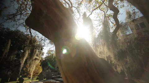 Pan across branches of unusal tree covered with Spanish moss-Charleston Stock Footage 60925062
