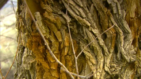 Pan across close up bark Stock Footage 87798104