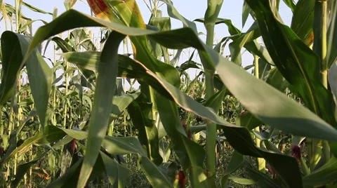 Pan across corn field,rows of cereal plants,farm,rural scene,organic agriculture Stock Footage 40628539