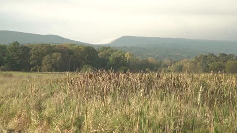 Pan across corn Stock-Footage 96401975