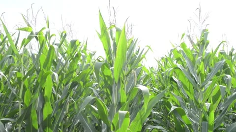 Pan Across Corn Stalks Vídeos de archivo 67295545