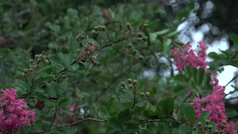 Pan Across Crape Myrtle Pink Flowers Tree 4K Stock Footage 205510136