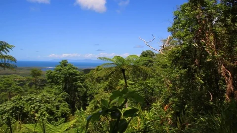 Pan across Daintree River forest region tropical scenery in Queensland, Stock Footage 90439719