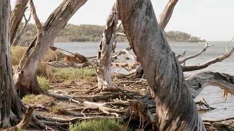 Pan across dead trees along muddy shore of lake Stock-Footage 147846701