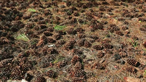 Pan Across Dense Carpet of Pinecones and Needles on a Sunny Forest Floor Stock Footage 317871579