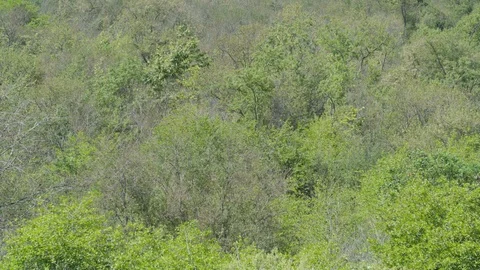Pan Across Dense Green Forest Growth to Dead Trees 動画素材 107294292