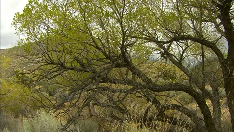 Pan across desert trees Stock Footage 87808586