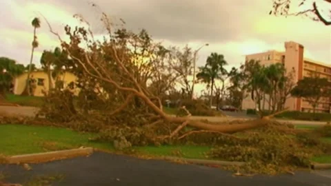 Pan Across Downed Trees After Hurricane Wilma Stock Footage 291000568