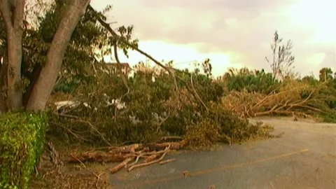 Pan Across Downed Trees After Hurricane Wilma Stock Footage 291000591
