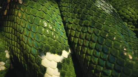 Pan across emerald tree boa Stock Footage 170516532