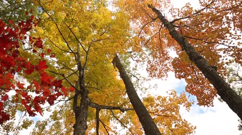 Pan Across Fall Foliage Treetops in Maine Stock Video Vídeos de archivo 38262063
