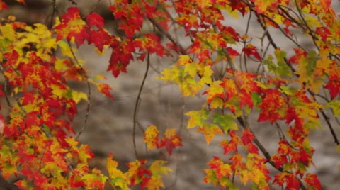 Pan across fall leaves in front of a stream of water, 4K UHD Stock Footage 47573503