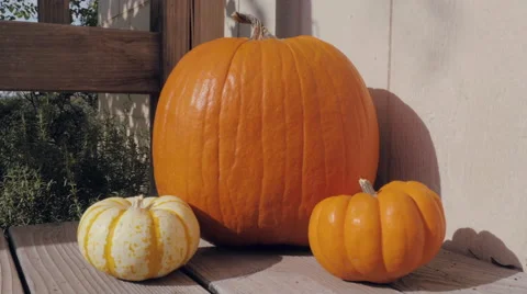 Pan Across Fall Pumpkins Stock Footage 68543962