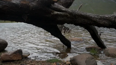 Pan across fallen tree in highland loch Video stock 104118614