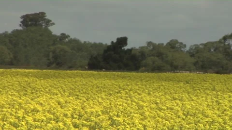 Pan across a field of rapeseed Stock Footage 8510639