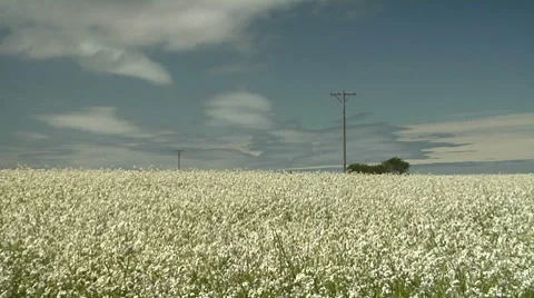 Pan across field of white flowers Stock Footage