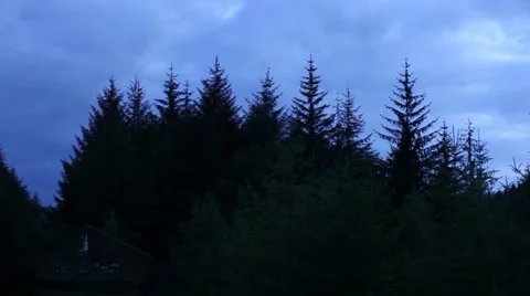 Pan across forest canopy Stock Footage 37801825