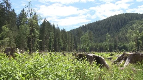 Pan across forest clear cut Stock Footage 75277537