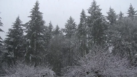 Pan across a forest with snow falling Stock Footage 75243099