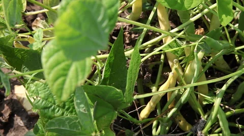 Pan across green beans, fresh pods, vegetable garden, mature plants Stock Footage 40633401