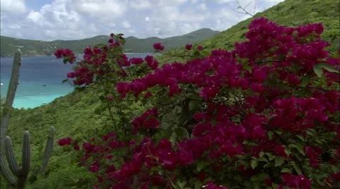 Pan across Guana landscape Stock Footage 22665196