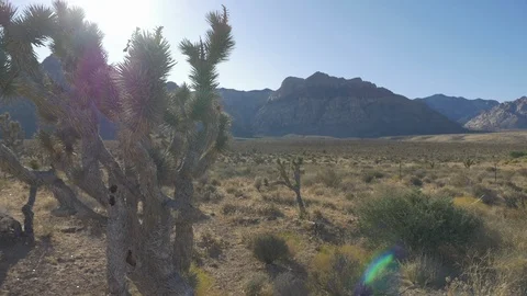 Pan across Joshua Tree at Red Rock Canyon in Nevada Desert Video stock 119997148