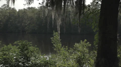 Pan across lake with mossy trees Video stock 24356083