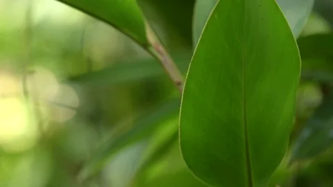 Pan Across Large Tropical Leaf Stock Footage 74643896