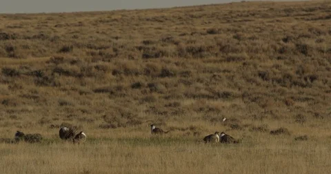 Pan across lek of displaying sage grouse on the prairie Video stock 75207475