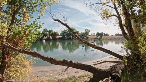 Pan across levee with fallen tree in fall Stock Footage 289575547