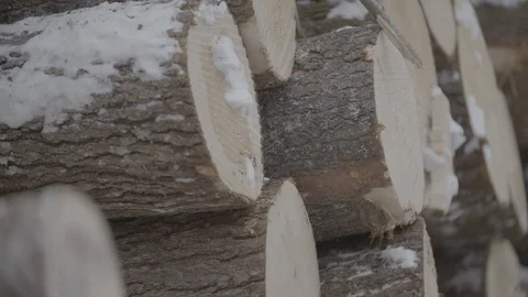 Pan across logs in a pile Stock Footage 114179532