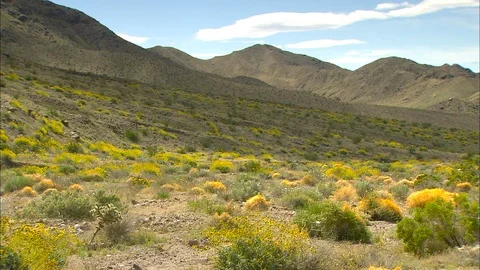 Pan across long range Death Valley view with tumbleweeds Stock Footage 87770042