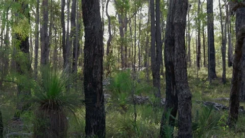 Pan across lush, green native Karri Forest in National Park, southwest of Wester Stock-Footage 260321544