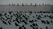 Pan Across Many Black Birds Sitting In A Parking Structure Stock Footage