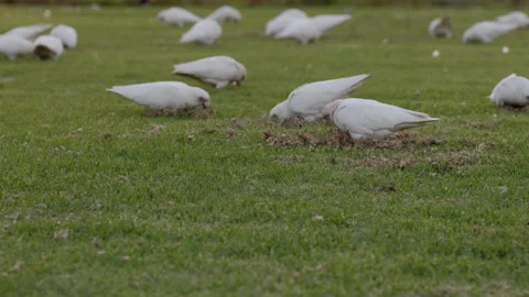 Pan across many Corellas messing up green grass while feeding Video stock 204016569