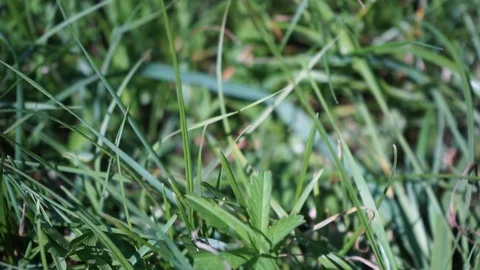 Pan across a meadow in closeup Stock Footage 115476431