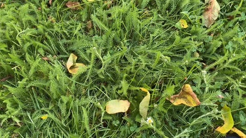 Pan across a meadow with foliage Stock Footage 109199934