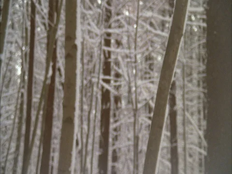 Pan across MS of bare trees and branches blanketed in snow Video stock 86750390