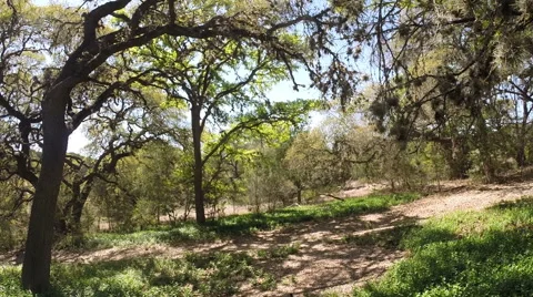 Pan across an old cemetry Vídeo Stock 49061237