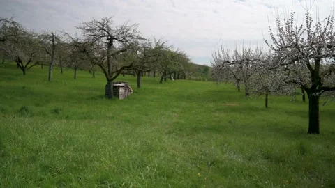 Pan across a orchard with apple trees on a slope Stock Footage 130364897