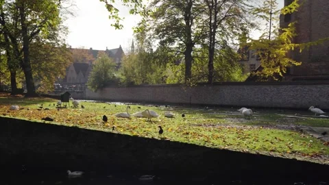 Pan across park with swans in fall to monastery in Bruges Belgium on sunny d Video stock 329053091