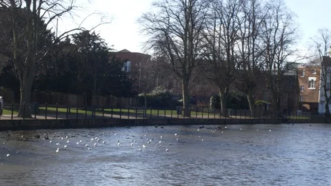 Pan Across a Path Side Lake Stock Footage 85909586
